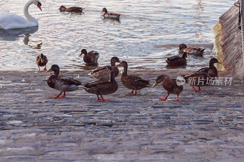 日内瓦湖上的天鹅和鸭子。