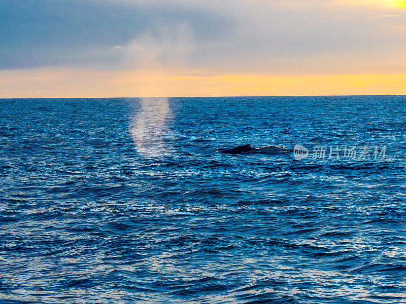 座头鲸呼吸并将水吹向空中