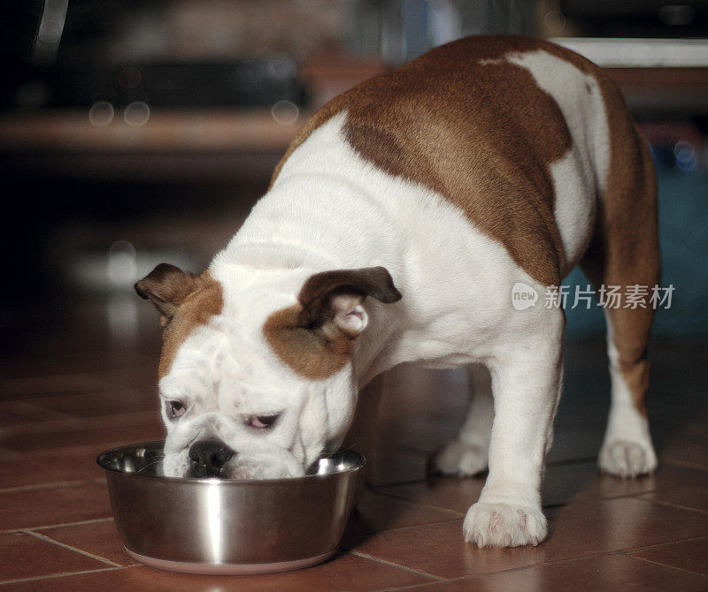 漂亮的狗从她的碗里吃东西