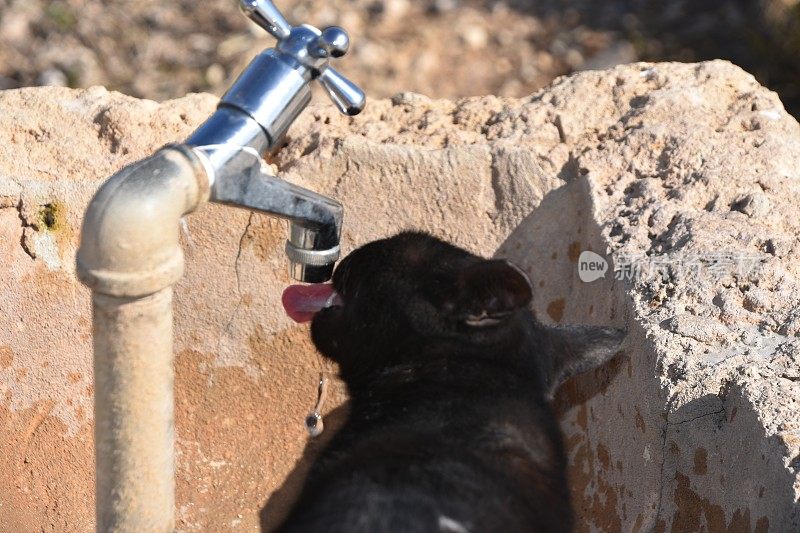 猫从水龙头里喝水