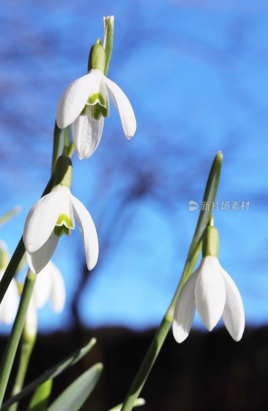 雪花莲在树林里