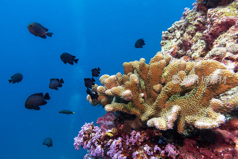 健康珊瑚礁上的水下小热带鱼