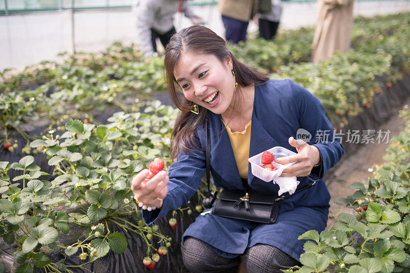 快乐的年轻女子在草莓地里采摘美味的草莓