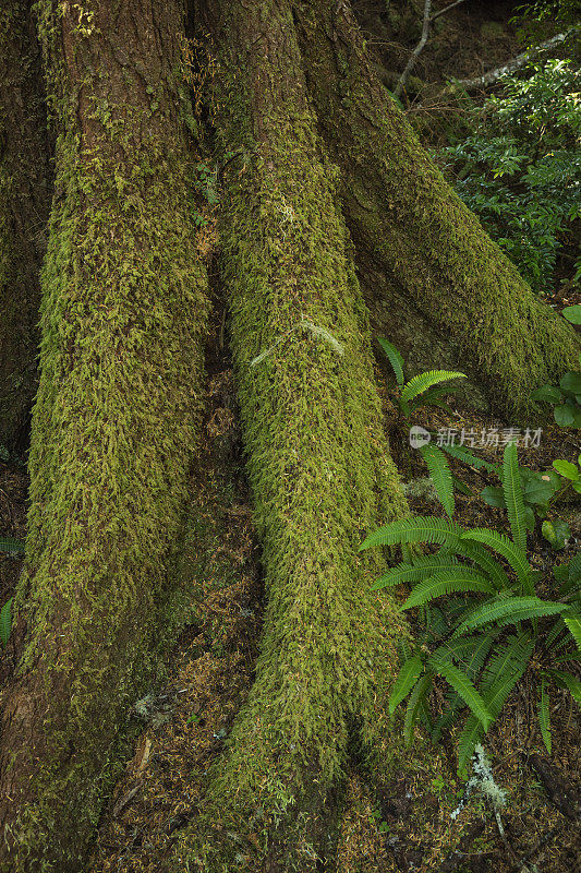 热带雨林中长满苔藓的树干