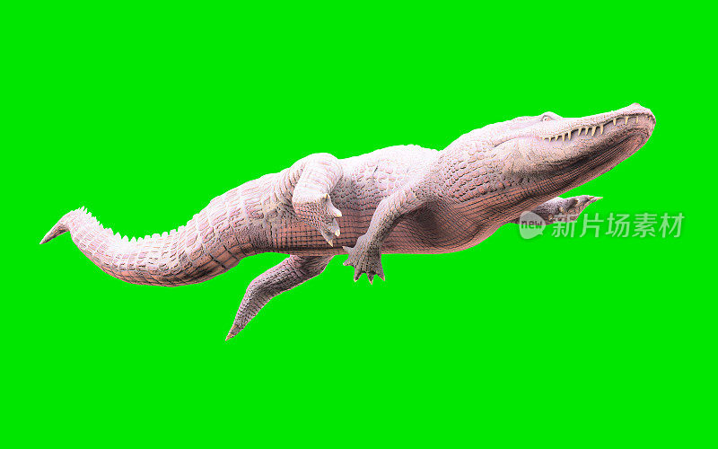 白化美洲短吻鳄孤立在绿色背景