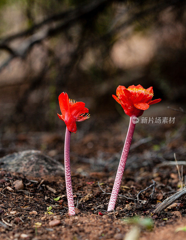 红刷百合，红尾海曼花