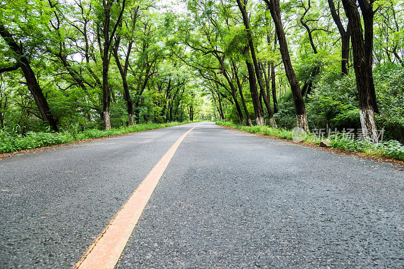 穿过森林的乡间小路