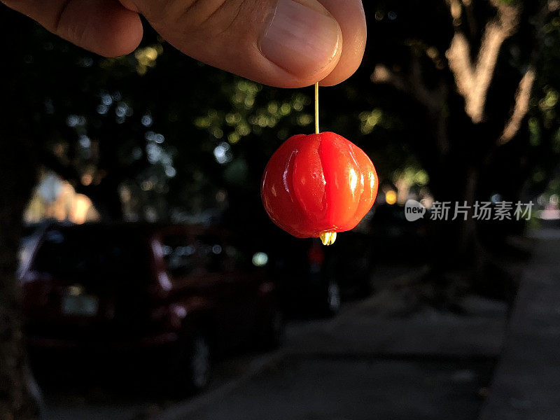 手悬垂成熟的红皮坦加浆果