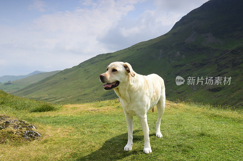 在湖区山区的拉布拉多寻回犬