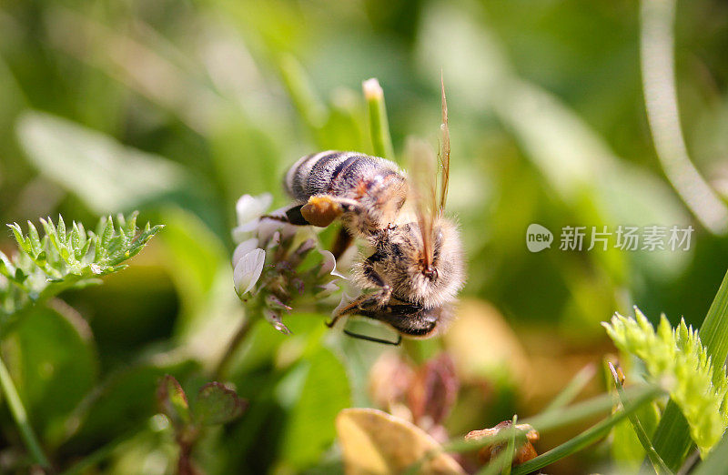 蜜蜂在花上采集花蜜