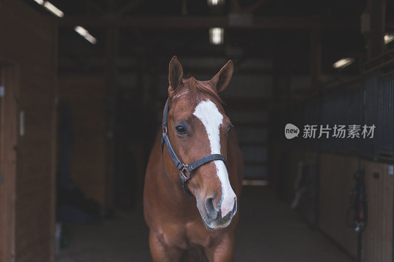 马的肖像