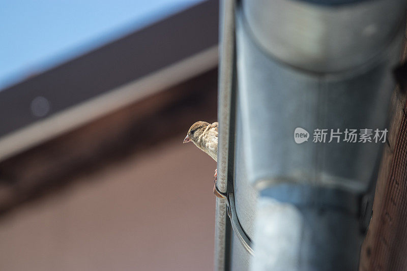 家麻雀坐在屋顶排水沟边上