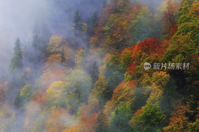 雾蒙蒙的松树高山林地景观秋天-巴伐利亚阿尔卑斯，德国