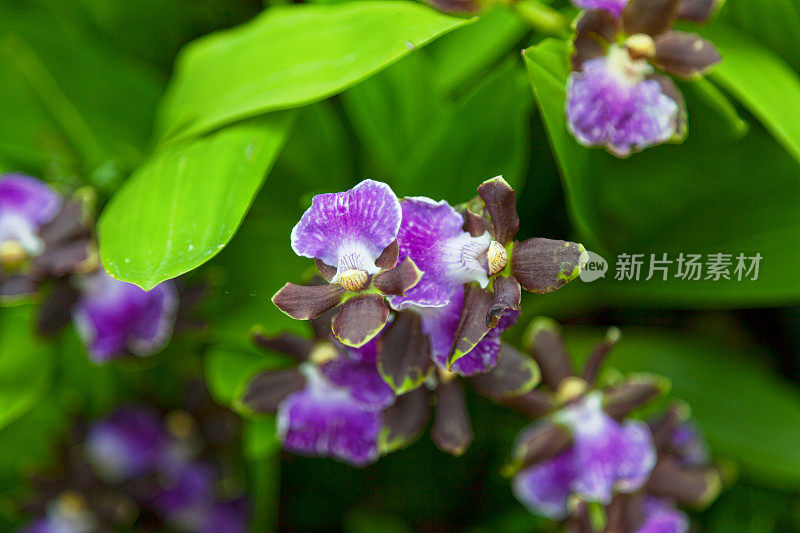 齐戈佩塔卢姆・雷德瓦尔