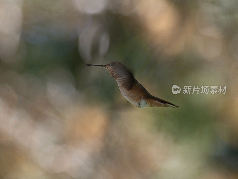 蜂鸟的飞行