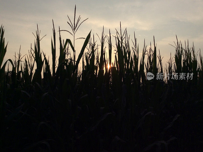 意大利伦巴第:日落时分的玉米地(特写)