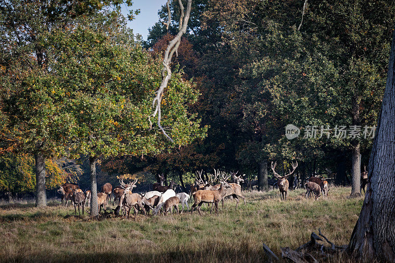 丹麦鹿园里的一群马鹿
