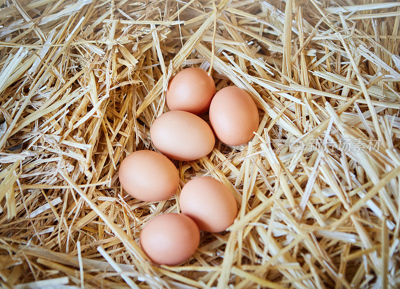 六个新生的鸡蛋在巢里