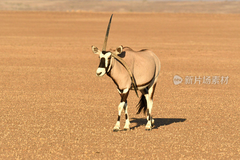 奥雷克斯，geybok