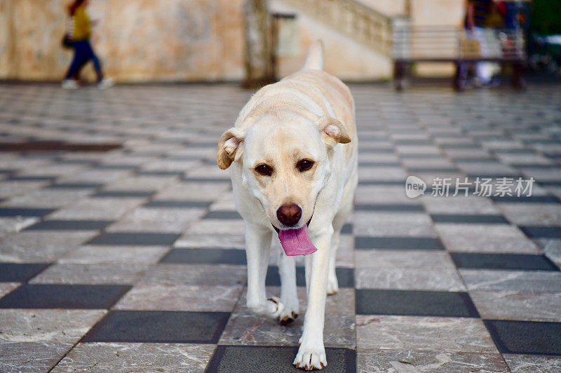 西西里的拉布拉多寻回犬