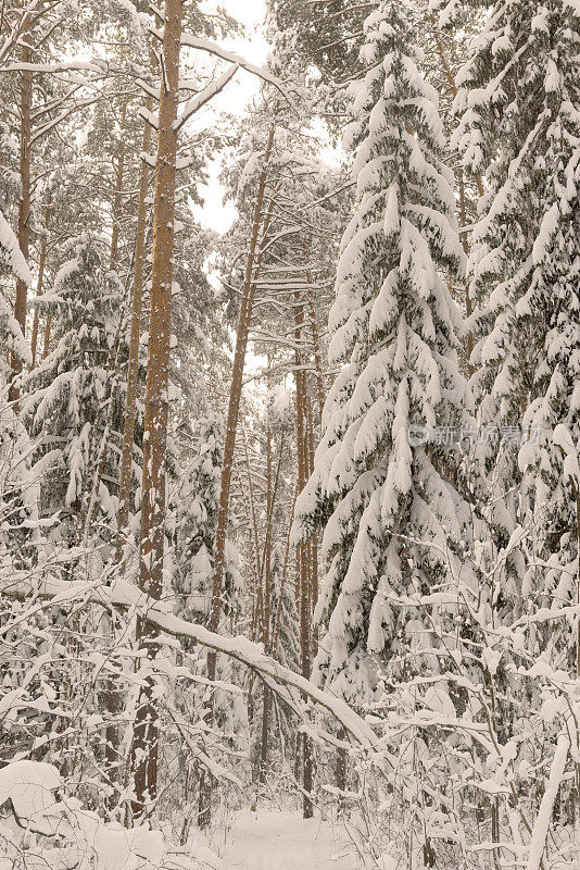 冬天雪森林。圣诞和新年。