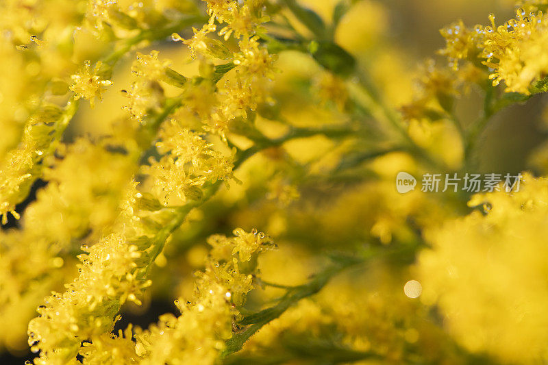 秋麒麟草属植物在日出