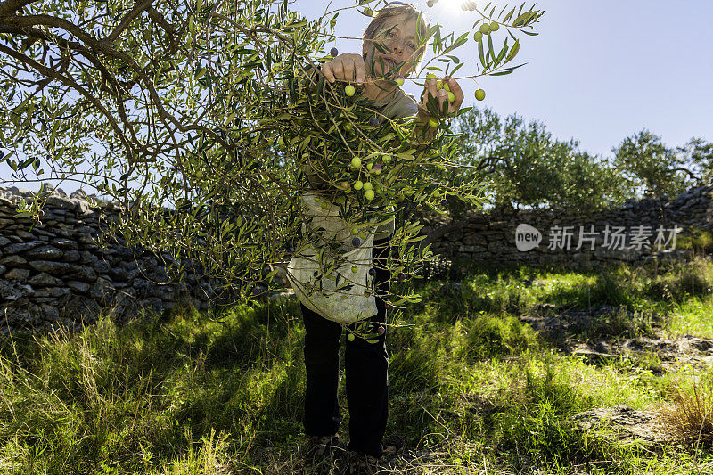 成熟的女人在收获橄榄，在Brac，地中海，克罗地亚，欧洲