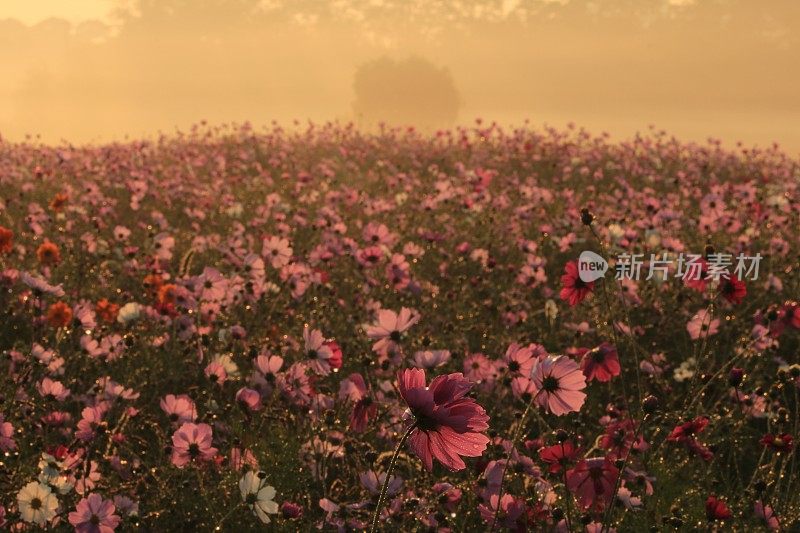 田野上粉红色开花植物的特写镜头