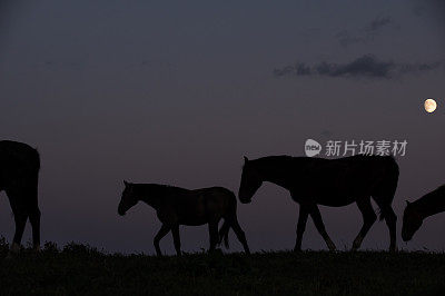 月亮与马