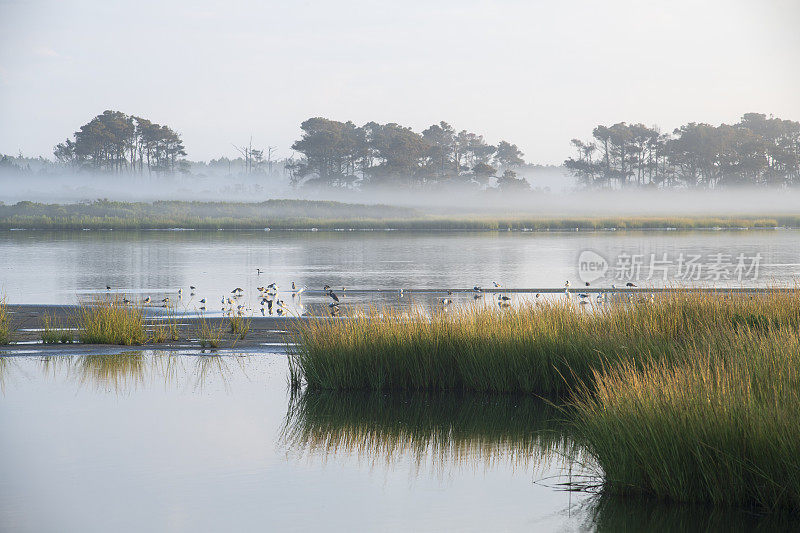 Chincoteague岛的风景