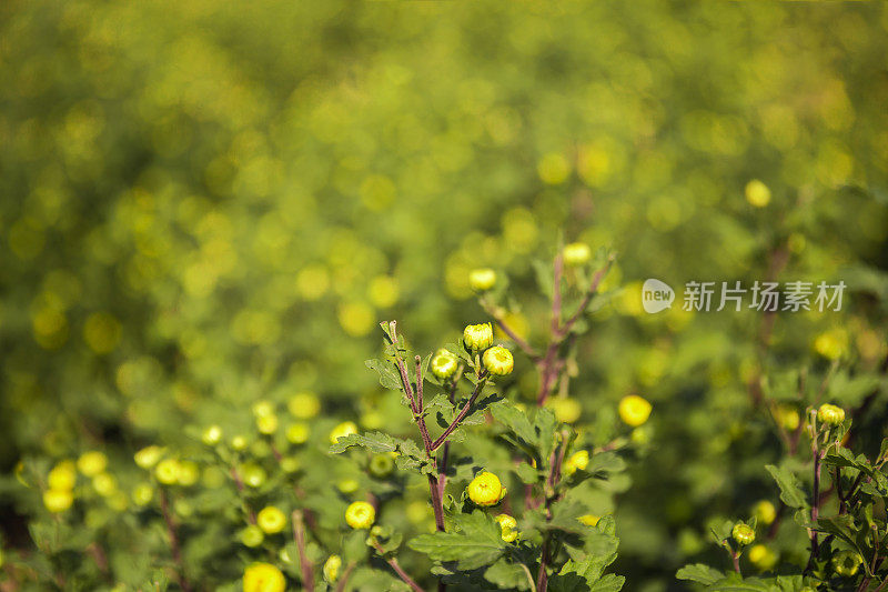 野菊花茶