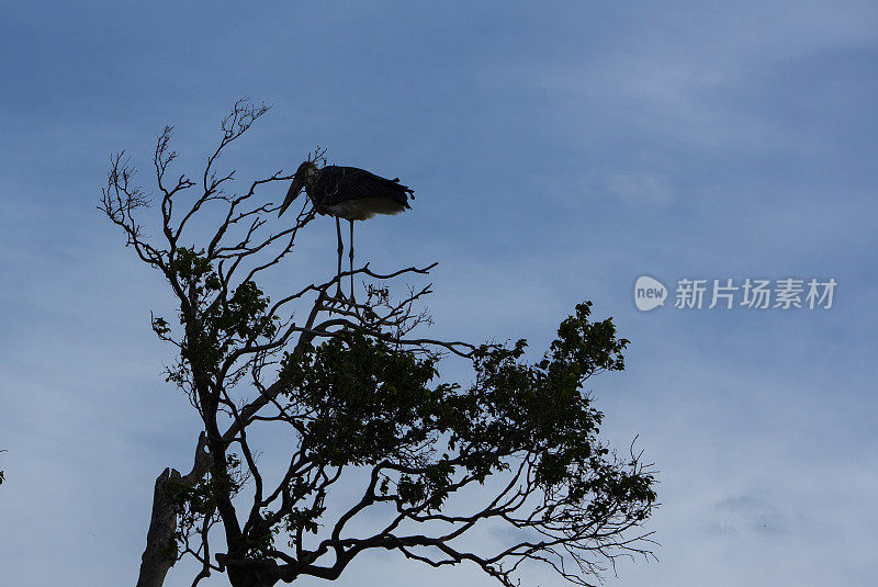 鹳鸟西鲁特在树顶上。肯尼亚马赛马拉