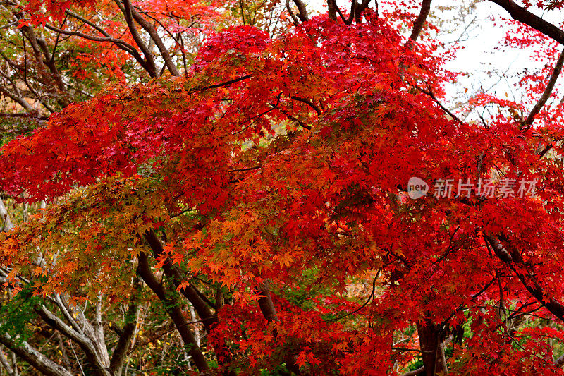 东京八王子市高雄山的秋叶