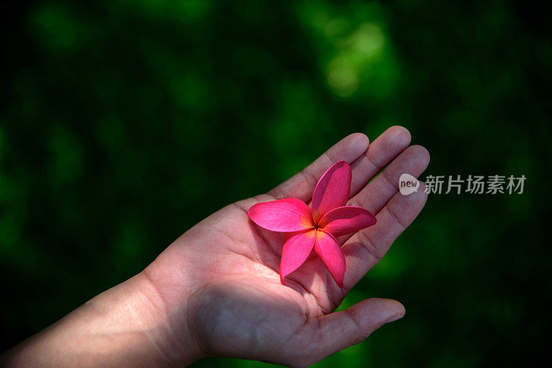 女人双手捧着美丽的粉红色鸡蛋花与绿色的草背景