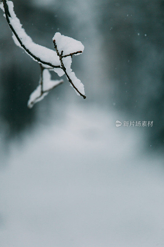 神奇的雪覆盖了树木。美丽的冬天的风景