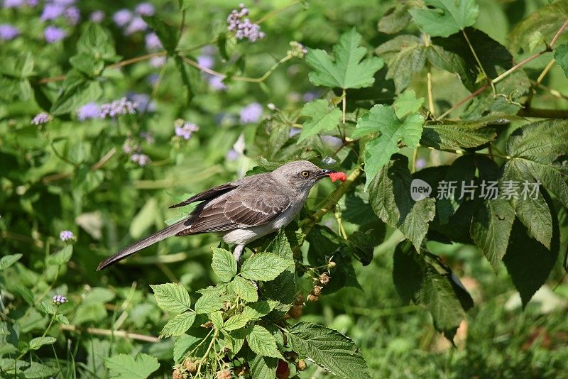 吃覆盆子的知更鸟