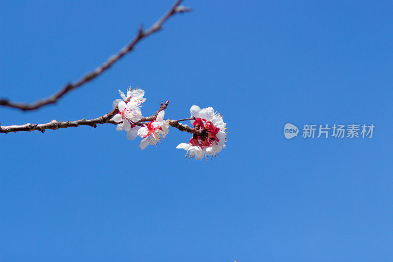 春天的树木在湛蓝的天空下开花