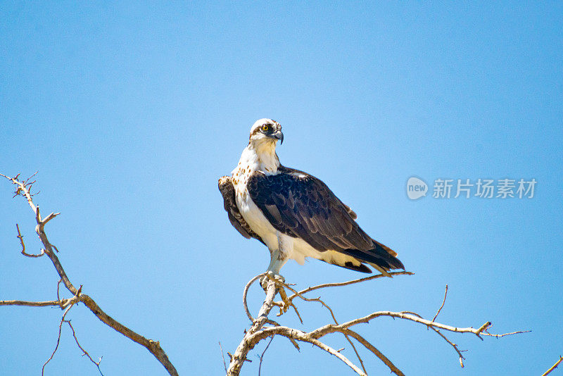 成人鱼鹰