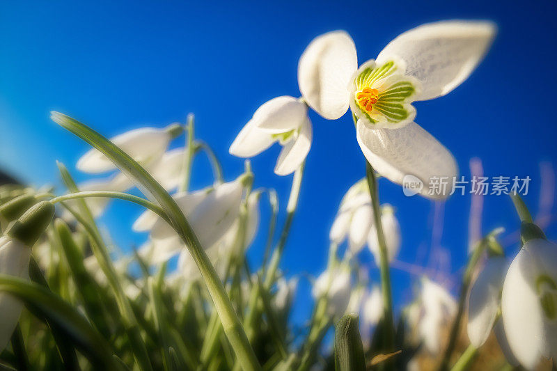 雪花莲