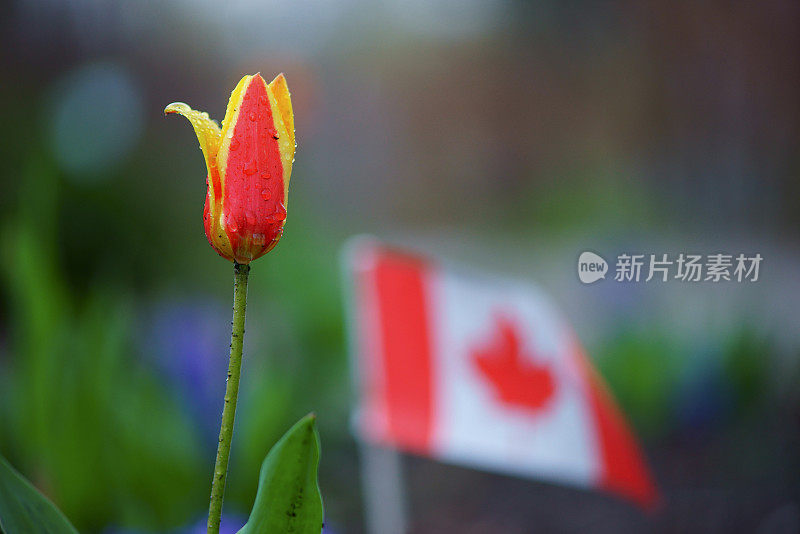 郁金香中的加拿大国旗，渥太华