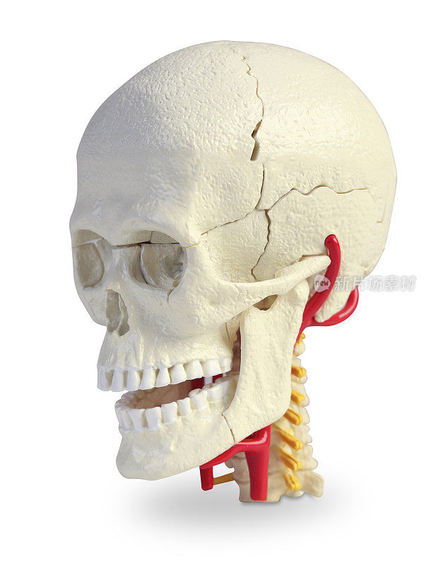 人类头骨模型
