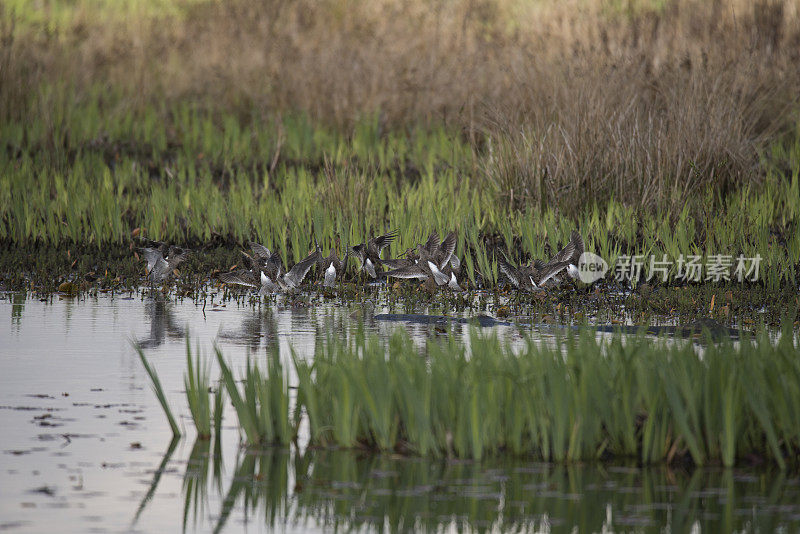 族dowitcher