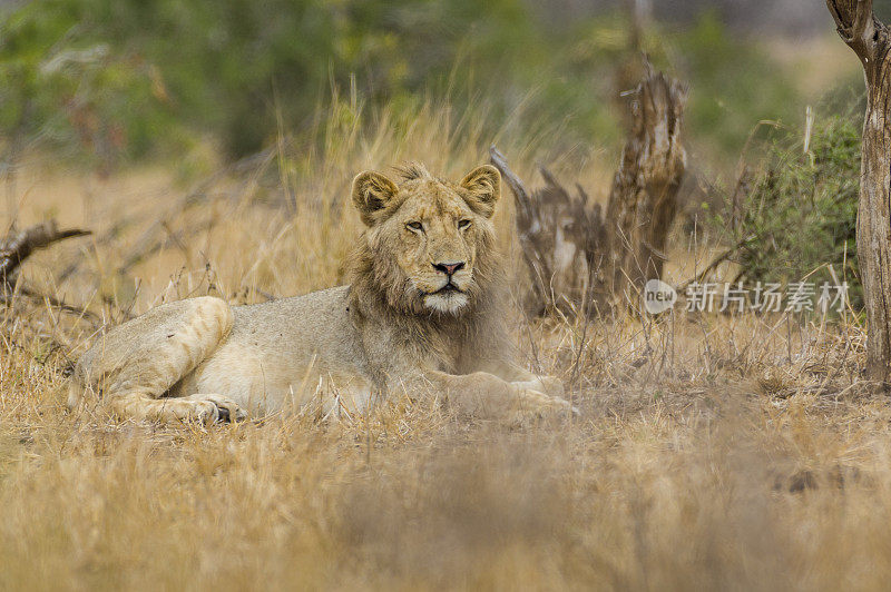 南非克鲁格国家公园的雄狮-非洲野生动物园