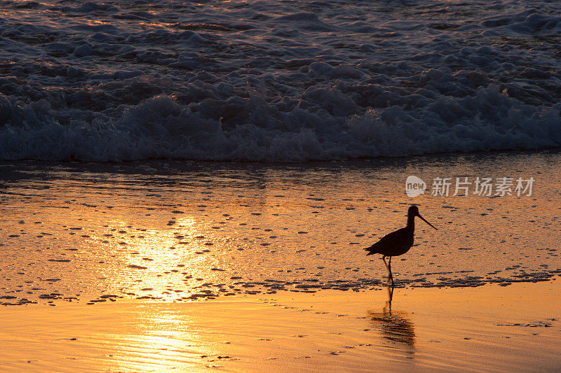 日落时海滩上鸟的特写镜头