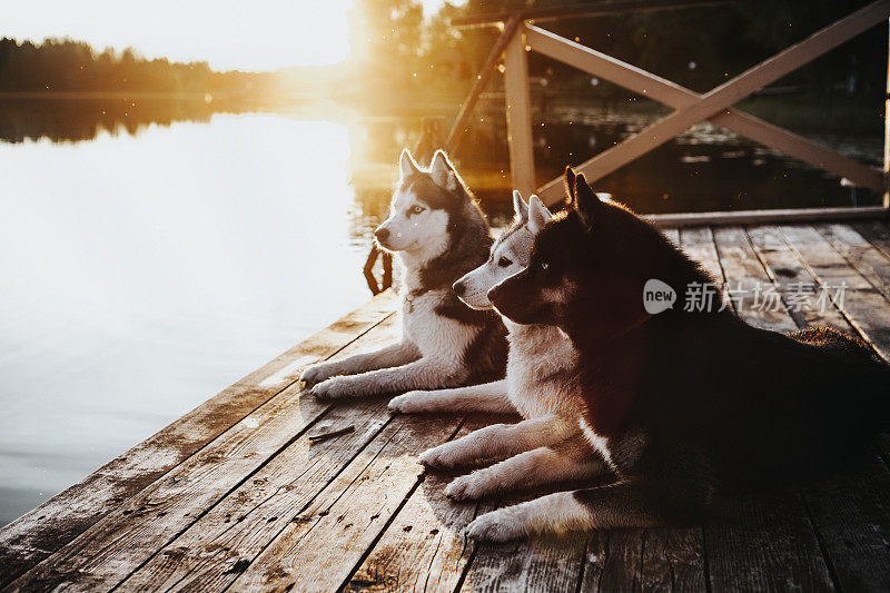 三条狗，西伯利亚哈士奇