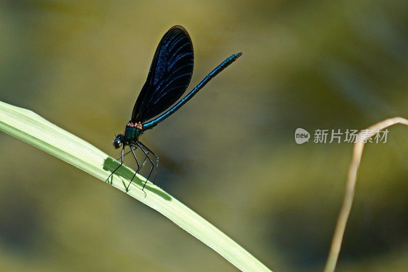 美丽的张开蓝翼凤蝶处女蜻蜓。巴伐利亚,德国。