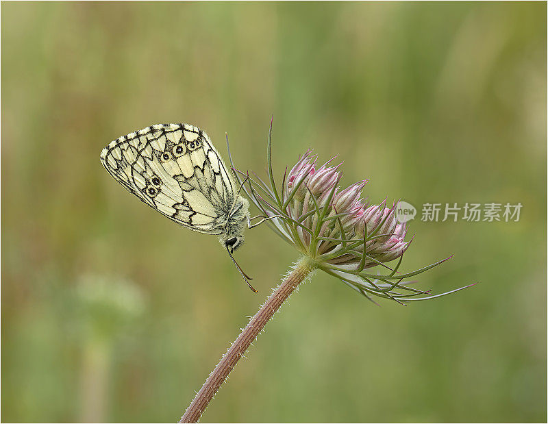 大理石白蝴蝶