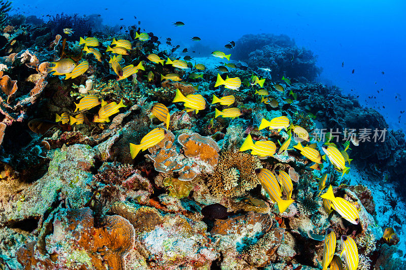 令人惊叹的生物多样性在鱼天堂，拉贾安帕，印度尼西亚
