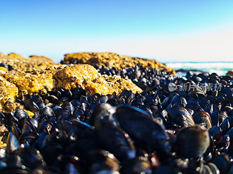 大床的黑色贻贝在海边的岩石池