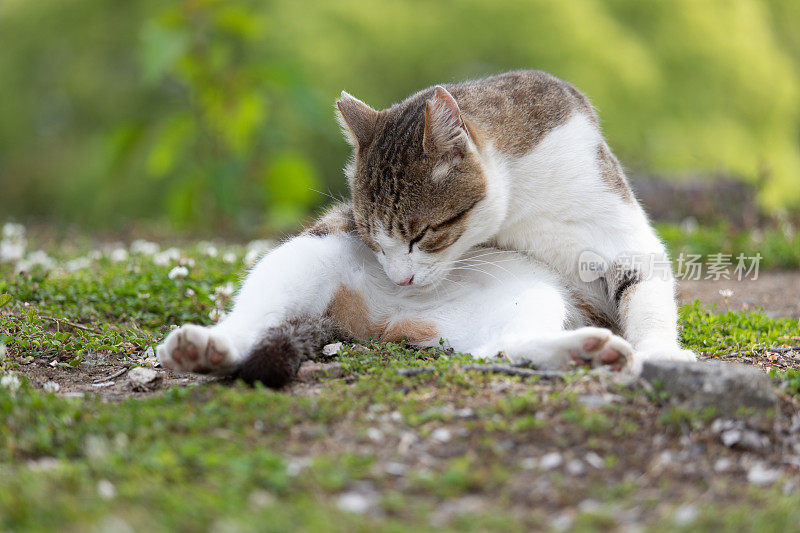 流浪猫在街上休息